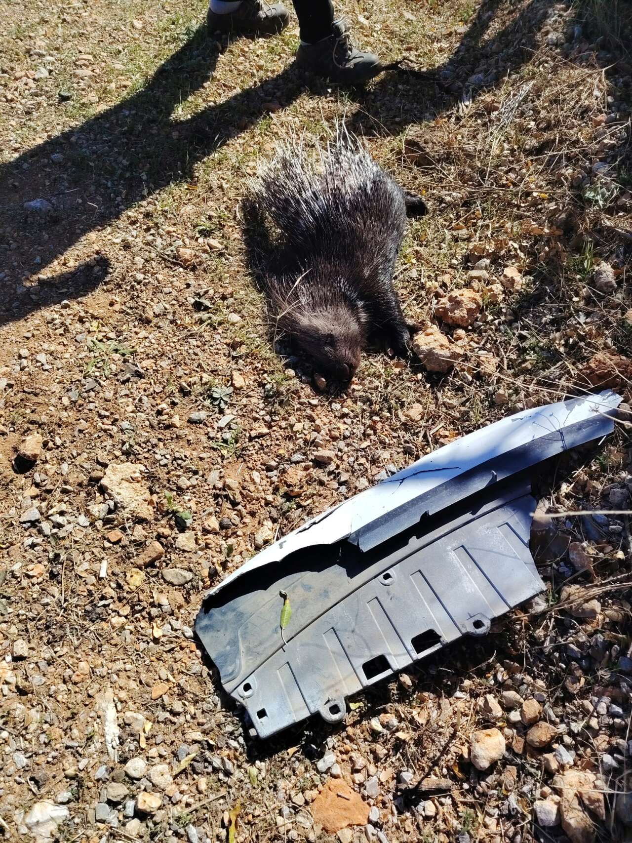 Muğla’da Nesli Tükenmekte Olan Oklu Kirpi Yol Kenarında Ölü Bulundu 2
